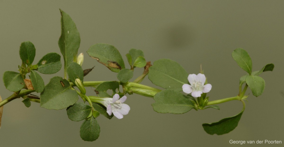 Dyschoriste madurensis (Burm.f.) Kuntze